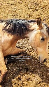 Poptart is a whole super star on Tik-Tok so I am going to start sharing her goofy self all while raising her. ❤️ I cannot wait to raise her baby! 😍 Poptart used to literally just lay down when I would get in the pasture just to get her tummy scratched lol. #poptartthehorse #BellyRub #TummyRub #tummyscratches #bigdog #bigpuppy #foryoupage #fyp #rollover #spoiled #spoiledpony #horsetok #Poptart | Cowgirl Tuff Colt Training