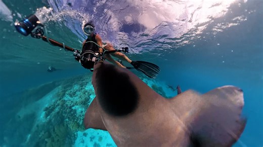 Shark launches a sudden attack on a diver at remote coral reef