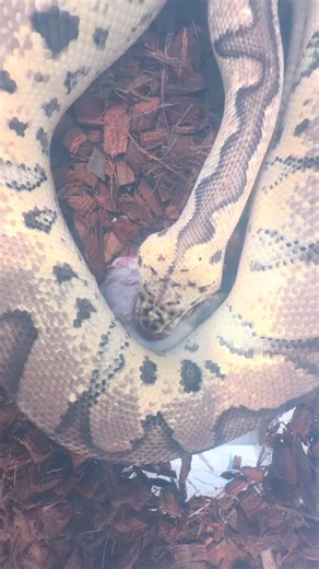 Feeding time #ballpython #ballpyhonmorphs #pythonregius #clownballpythons