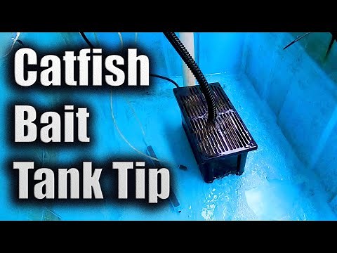 Catfish Bait Tank Tip - You Need to Do This