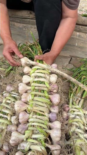 Garlic harvest Hand-braiding tips