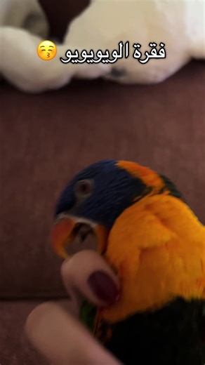 احب هالفقره ❤️❤️❤️ #parrot #رينبو #ببغاء #الشعب_الصيني_ماله_حل😂😂 #لوري
