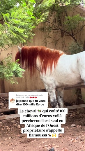 Percheron cheval à 100 millions d’euros — histoire et propriétaire