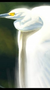 Here is a #WildlifeWednesday #Timelapse of Snowy Egret painting I did in Adobe #Photoshop - The Real Time video / demo is included with membership to my site https://CreatureArtTeacher.com (Link In Bio) #speedpaint #wildlifeart #animalart #bird #artreels #reels #AaronBlaise #tutorial | The Art of Aaron Blaise