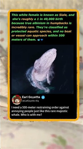 The Rare Albino Whale That’s 1 in 40,000! 🐋 #Nature #Wildlife #MarineLife