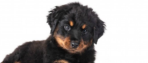 Long-Haired Rottweiler