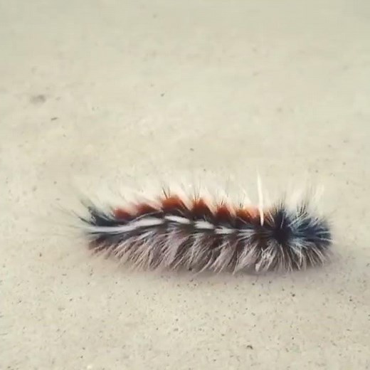 Hairy Mary Caterpillar small hairy insects