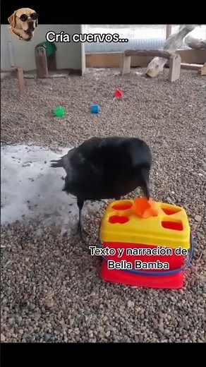 Raise crows…#animalstories #bellabamba #animals #birds #crows