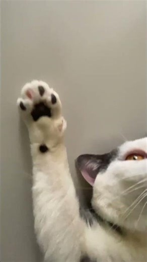 Fluffy Cat POV: The Ultimate Compilation of Lazy Cat Stretches (Viral BGM)