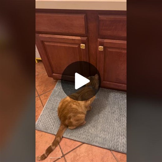 I thought Mac was weird… turns out Cheese is also weird😂😂🧡 #orangecatsoftiktok #cats #orangecat #orangecatbehavior #macaroniandcheesethecats #orangecats #macattack #orangecatbraincell #stopyourescaringme #adoptdontshop #adopt #cheese #macaroniandcheese #cat #kitten