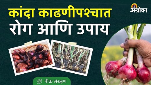 Onion Storage Disease: कांद्यावरील बुरशीजन्य रोग आणि त्याची लक्षणे कोणती?