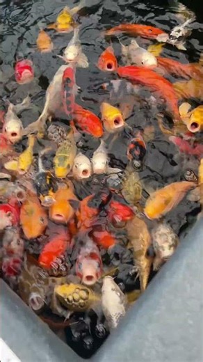 � Japanese Koi – Symbols of Luck & Prosperity