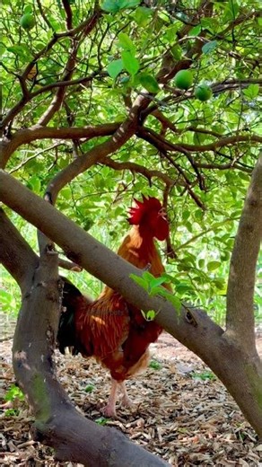 Majestic Rooster Under Village Tree Shade 🐓🌿 #villagelife #rooster