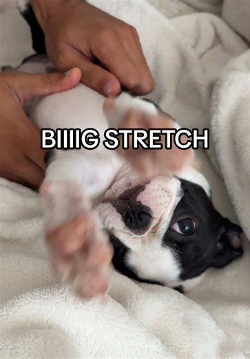 Big Stretch and Yawn from a Boston Terrier