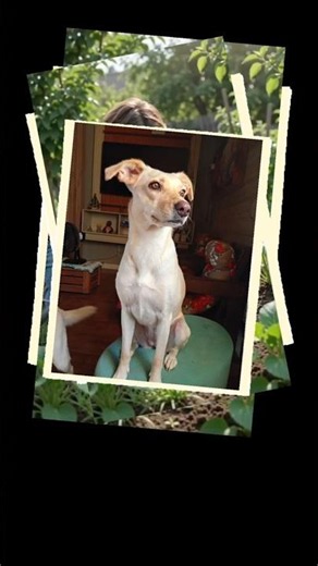 As fotos de cachorros mais fofas que você vai ver hoje .#pets #dogsofyoutube #cães #animais