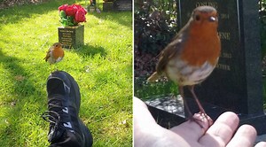 How Robins Prove Loved Ones Are Still With Us After Death