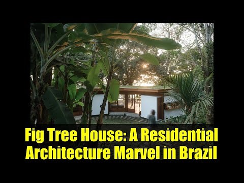 Fig Tree House: A Residential Architecture Marvel in Brazil