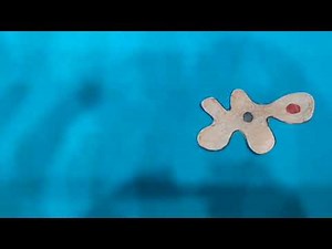 Feeding process in Amoeba #biology #science #microbiology #Education