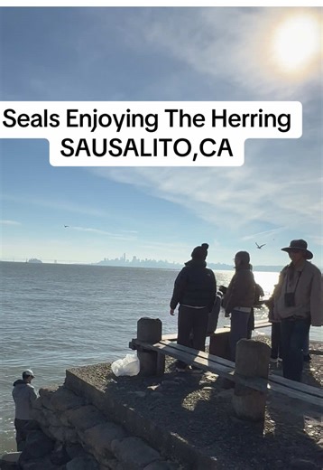 Seals Enjoying Herring in Sausalito, California