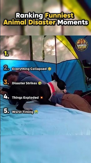 Ranking Funniest Animal Disaster Moments 😂 || #animals #funny ‪@RankedSafari‬