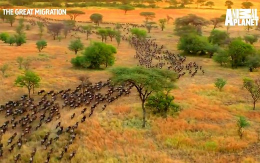 非洲动物大迁徙 The Great Migration 更新至第4集（6.30）