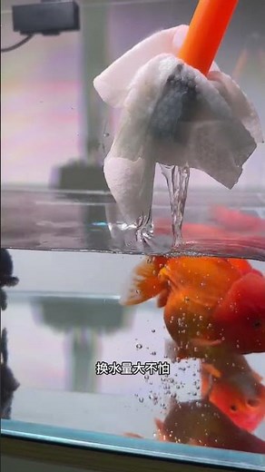 Goldfish Egg Care: What to Do After Laying