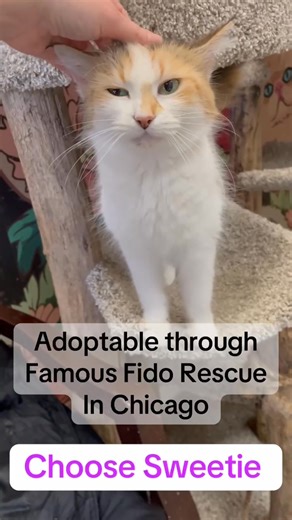 Sweetie is a sassy senior girl who has been residing at Famous Fido Rescue for over a year. She would love to spend her Golden Years in a loving forever home. Sweetie is available for adoption through Famous Fido Rescue. www.famousfidorescue.org. | Famous Fido Rescue Adoption, Wellness & Learning Center