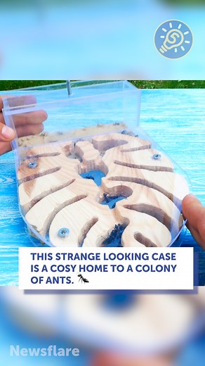 6.4K views | Make A DIY Ant Farm At Home | 5-Minute Crafts USA | Facebook