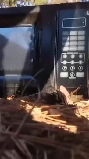 4K views · 23 reactions | Smoking Gun! Gunpowder Explosion & Our Hilarious Reaction | Officialduckstudios | Facebook