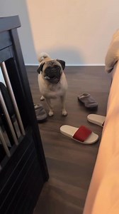 Such an obedient little fellow 💕 •⁣⁣⁣⁣⁣⁣⁣⁣⁣⁣⁣⁣⁣⁣⁣⁣⁣⁣⁣⁣⁣⁣⁣⁣⁣⁣⁣⁣⁣⁣⁣⁣⁣⁣⁣⁣⁣⁣⁣⁣⁣⁣ 🎥 Hugo De Pugo #pug | Pug Lovers