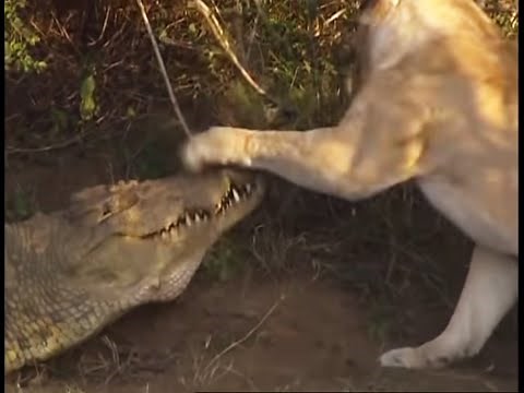 Battle of Jaws | Lions vs Crocodiles | Big Cat Diary | BBC Earth