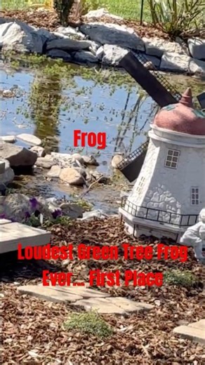 Green Tree Frog - Pond. ￼ His Voice ￼Rumbles￼ before he jumps in the water.