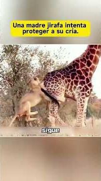 A mother giraffe tries to protect her calf. #Wildlife #WildLife #Giraffe