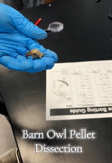Barn Owl Pellet Dissection - Owl Vomit #middleschoolscience #dissectionlab #owlpellets #scienceisawesome #scienceteacher