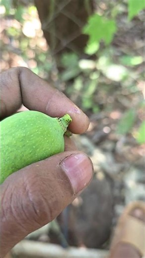 क्या आपने कभी फल से ऐसी पिचकारी निकलते देखी है? 🥭