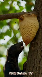 4.6M views · 48K reactions | “Fear Doesn’t Stop the Honey Badger” Bees sting. Branches shake. The jungle watches. But the honey badger climbs anyway. This is not bravery — this is survival without fear. #honeybadger #wildlife #naturedocumentary #fearless #animalbehavior #jungleliving | Wild Nature TV | Facebook