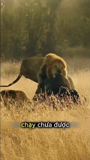 Life-and-Death Battle Between Buffalo and Lions #animalworld