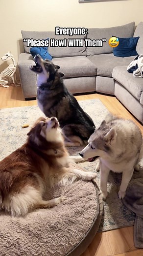 Hilarious Husky Howling Moments | Talking Dog TikTok Compilation