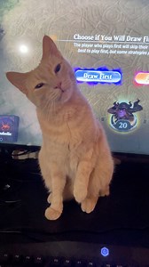 736K views · 66K reactions | He’s not, just a cat. 凉 #cat | Justin Jones | Facebook