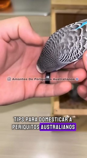 Tips para domesticar a tus periquitos australianos desde pequeñitos!!!! #Periquitosaustralianos | Amantes De Periquitos Australianos