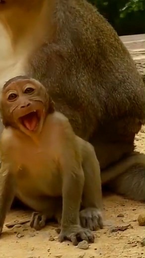 Cry loudly for milk | Monkey history 2024