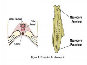 EMBRYOLOGIE La 4 quatrième semaine du développement