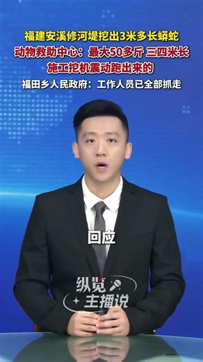 福建安溪修河堤挖出3米多長蟒蛇。