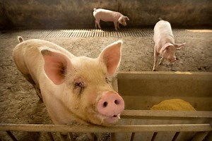 Pork industry sees market price drop amid COVID-19