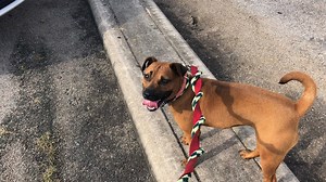 Pets available for adoption at Houston Pets Alive