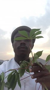 286K views · 10K reactions | Physical and spiritual benefits of cassava leaves #0241560992# | Northern Herbal Health Care | Facebook
