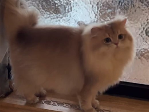 今日份66太精彩了！pdf:“给你们看看66的阳刚之气”，66就迫不及待的开始标记领地，被遣返回屋hhh，66已经想上班啦，期待他的崽崽！国籍问题也不用担心！_哔哩哔哩_bilibili