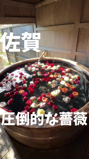 古湯温泉で ちょっと贅沢な時間を過ごしたいならここ。 貸切風呂もあって、 ゆっくり静かに“ととのう”大人のおでかけにちょうどいい。 日帰りでも行けるのが嬉しいポイント◎ デート・ご褒美時間におすすめ。 【店舗情報】 ◽︎予算 ¥2,000 ◽︎住所 〒840-0501 佐賀県佐賀市富士町大字古湯860 大和屋 ◽︎駐車場 あり 福岡・佐賀の美味しいグルメや おでかけスポットが気になる人は @ryoma.gurume をフォローしてね！！ #佐賀 #佐賀温泉 #佐賀おでかけ