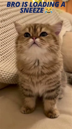 Cat About to Sneeze 10 Times but Never Sneezes 😂 | Funny Cat Moments #shorts