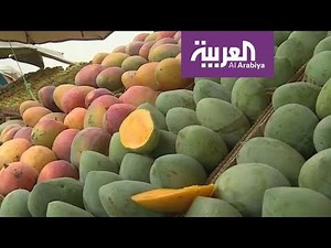 موسم المانجا يزين مزارع جازان